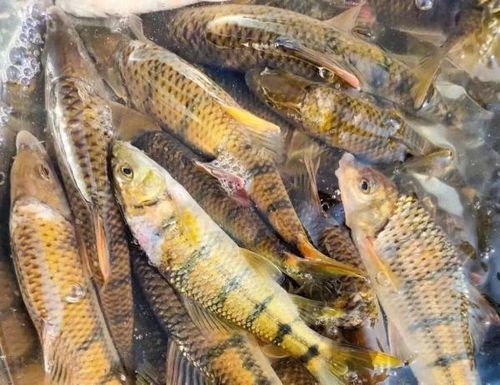 杭州名菜惹祸？男子贪食醉虾蟹 寄生虫感染入院