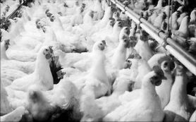 科学防控禽流感，多措并举促家禽业健康发展