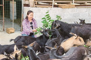 我市“公司+农户”养殖模式 家禽牲畜产业高质量发展的新引擎