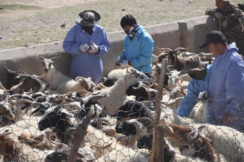 若羌县吾塔木乡 打好秋季“预防针” 筑牢畜牧防疫网