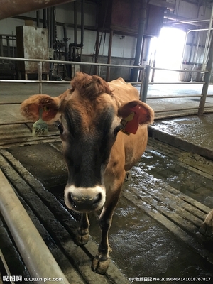 镜头下的生灵 家禽家畜摄影图集