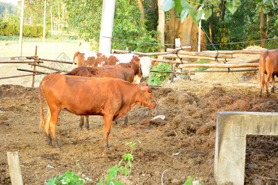 家禽家畜奶牛摄影图动物植物免费下载_jpg格式_6000像素_编号35055110