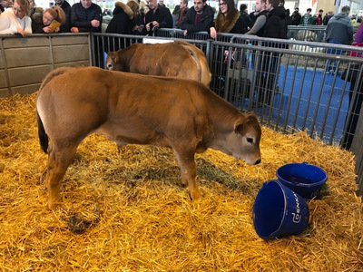 在巴黎2018国际农业博览会吃喝玩乐,家禽家畜齐聚一堂好不热闹