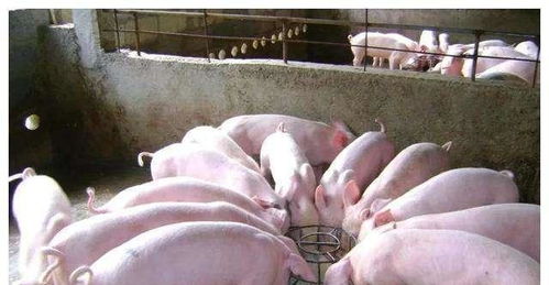 2022年农村四大禁令解除 家禽牲畜养殖迎来新规福利