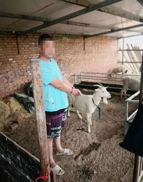 阜新神秘消失的奶羊，牵出系列盗窃牲畜案