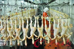 佛山今起推行家禽集中屠宰，档主可获1.5万元转型补贴——兼顾食品安全与民生保障的双赢之举