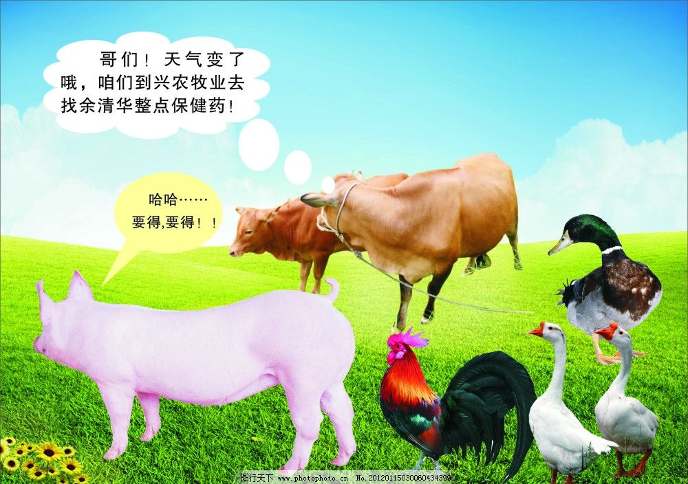 家禽 家畜图片